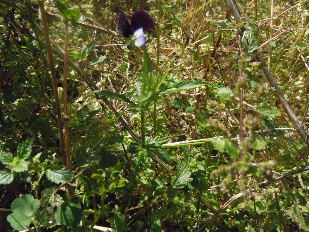 Sembra una Viola...Si, Viola tricolor